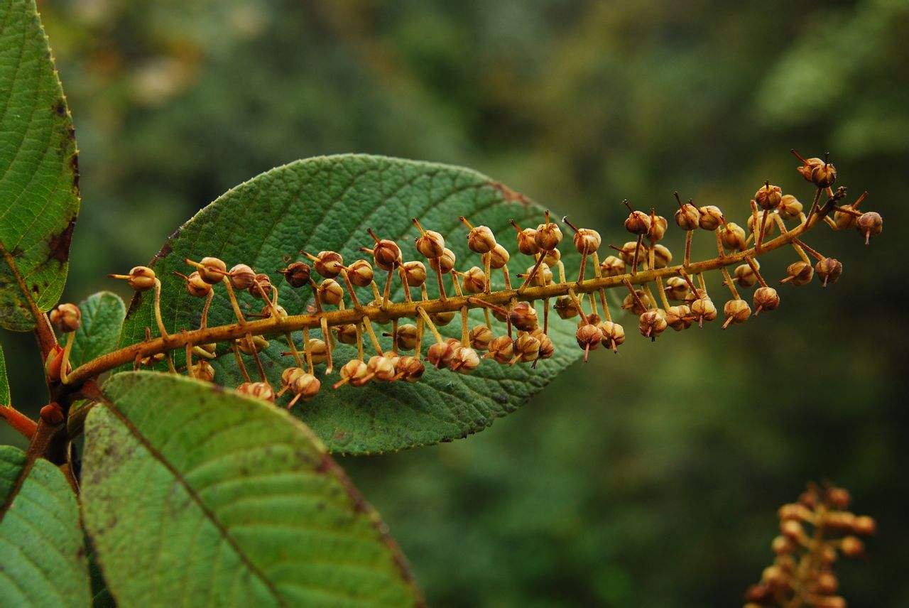  p>白背桤叶树(学名:clethra gronov.