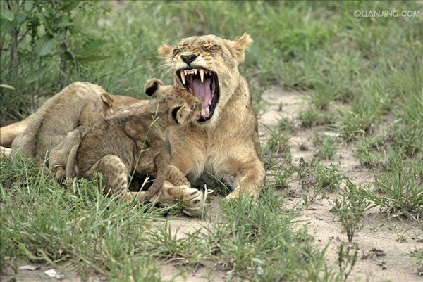  p data-id="gnww28nxxc"> a target="_blank" href="/item/豹狮兽