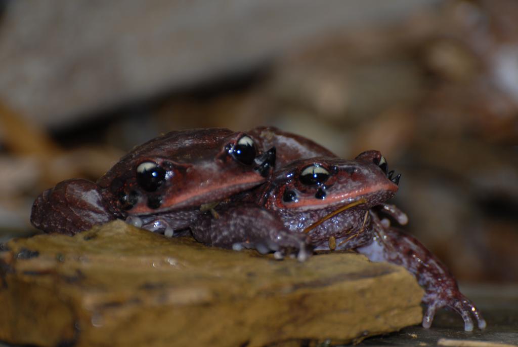  p>雷山髭蟾(学名: i>leptobrachium leishanense /i>)是角蟾科,拟