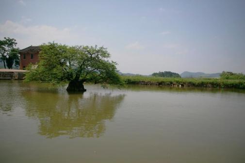 邓华故居水塘灌木