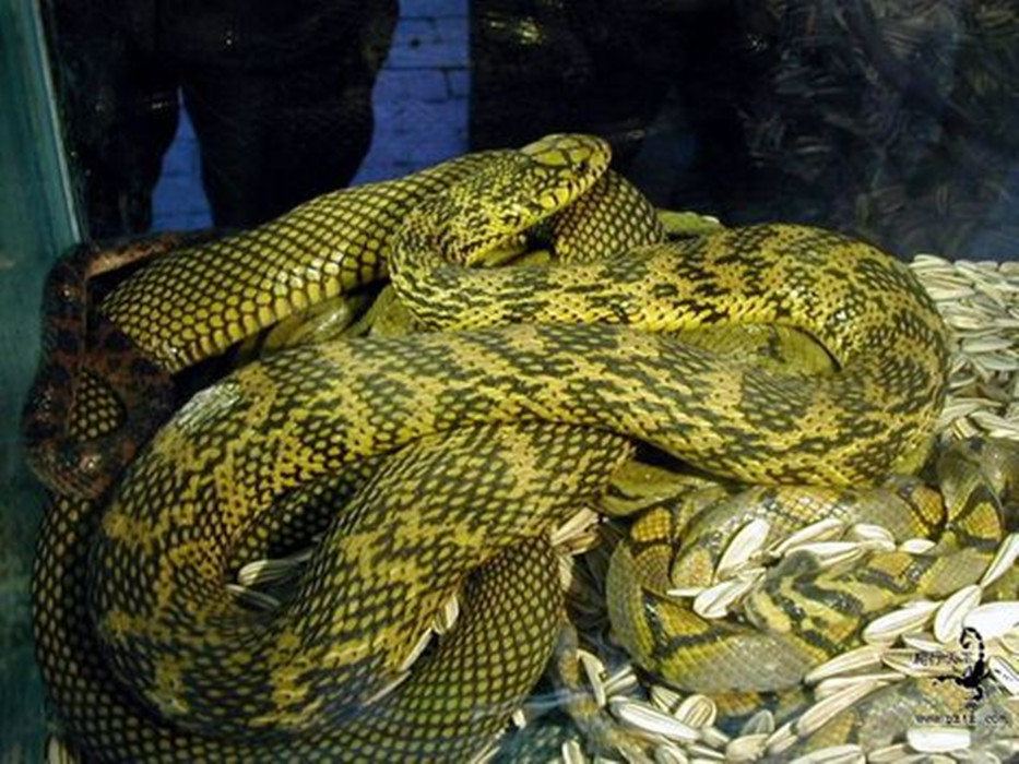  p> a target="_blank" href="/item/乌梢蛇/322909" data-lemmaid="