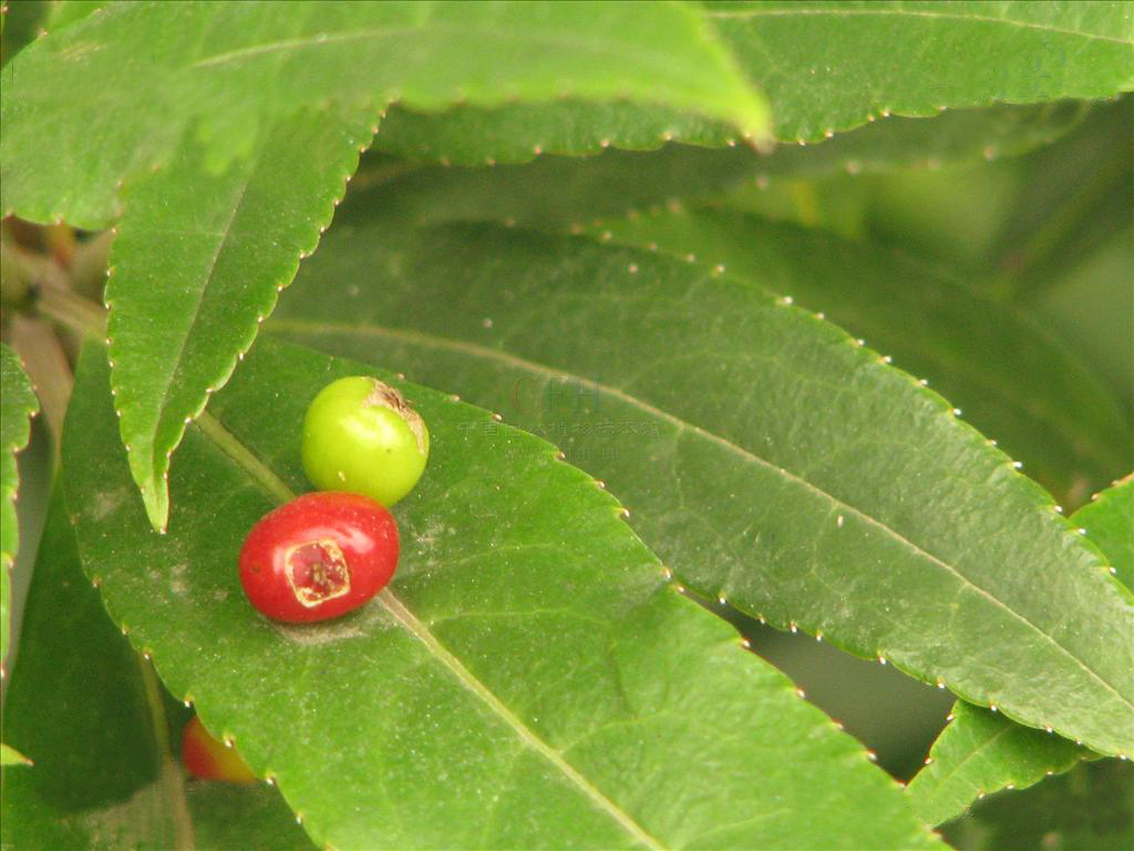  p>青荚叶(拉丁学名: i>helwingia japonica  /i>(thunb.) dietr.