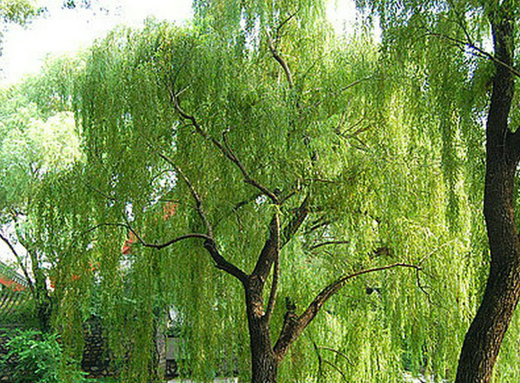  p>柳属是植物分类学中 a href="#" data-lemmaid="8635327">杨柳科 