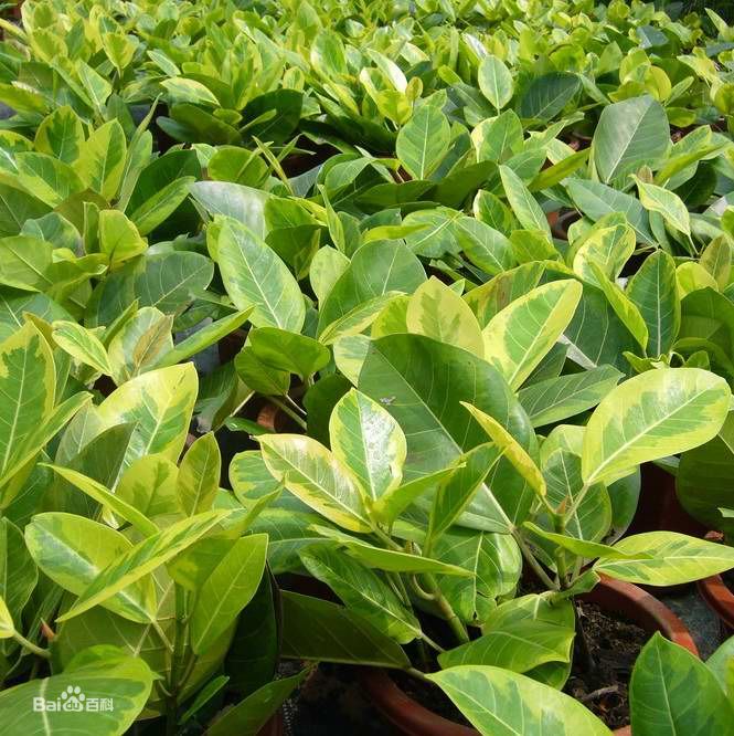  p>斑叶高山榕(ficus altissima cv.