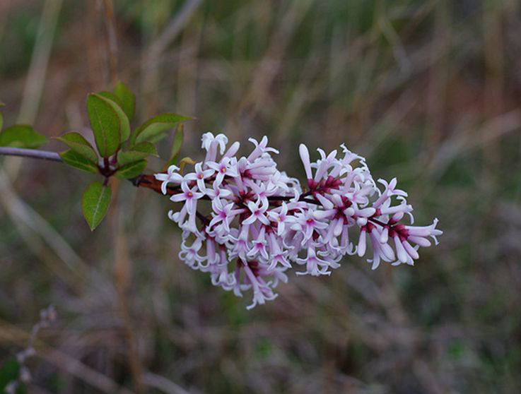  p>云南丁香(学名: i>syringa yunnanensis /i> franch.