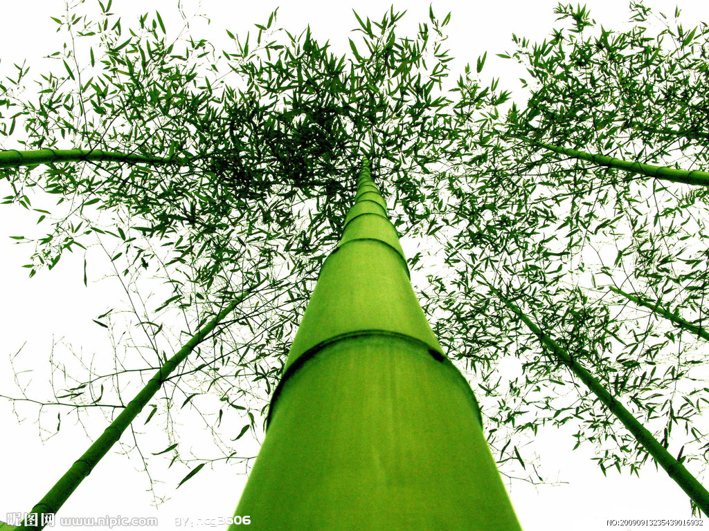 绿竹