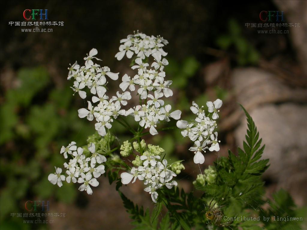  p>迷果芹属(学名: b>sphallerocarpus /b>&nbsp;besser ex dc.