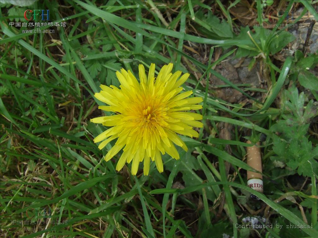  p>亚洲蒲公英(学名: i>taraxacum asiaticum  /i>dahlst.