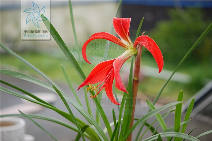  p>龙头花属属于百合亚纲,石蒜科龙头花属植物. /p> p>多年生草本.