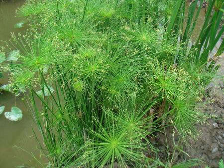 湿地植物