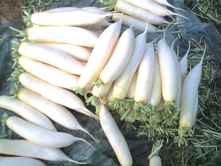 蔬菜（食用类植物）_百度百科