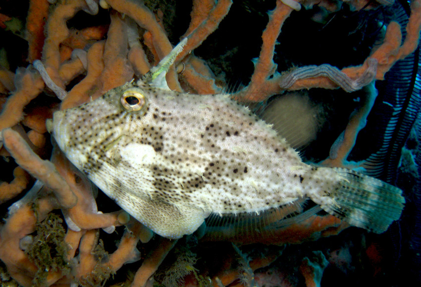  p>中华单角鲀( i>monacanthus chinensis  /i>(osbeck, 1765) 是单棘