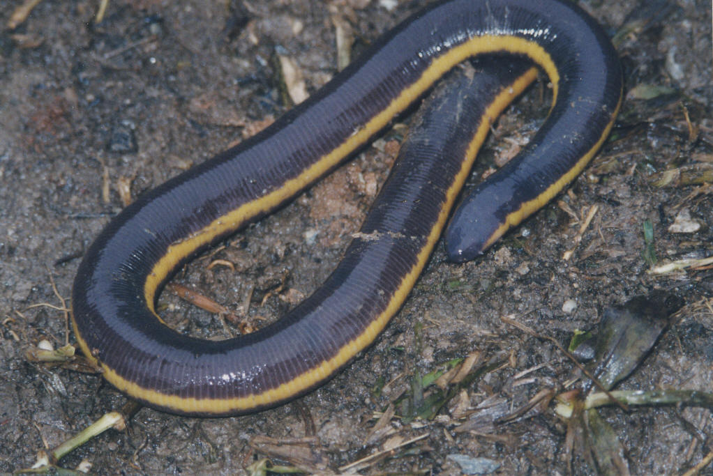 p>版纳鱼螈(学名: i>ichthyophis bannanicus /i>)是鱼螈科,鱼螈属无