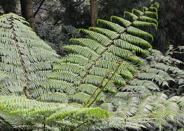  p>桫椤(学名: i>alsophila spinulosa /i> (wall. ex hook.) r. m.