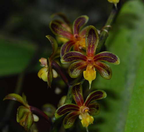  p>隔距兰(学名: i>cleisostoma sagittiforme /i>  garay):茎直立,长