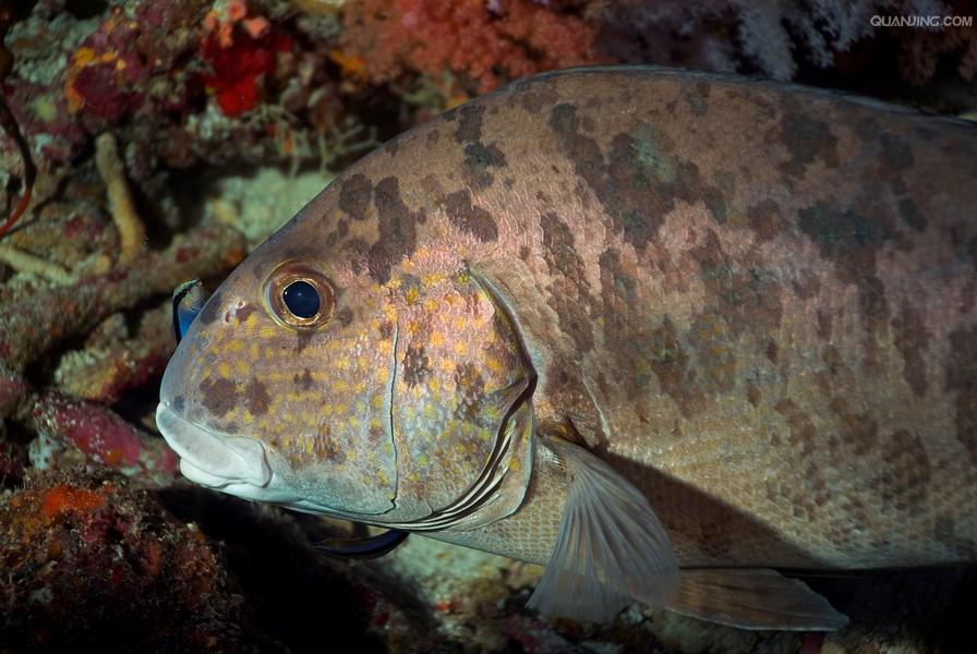 lacépède, 1801), a href="#">石鲈科 /a>胡椒鲷属的一属鱼类的统称