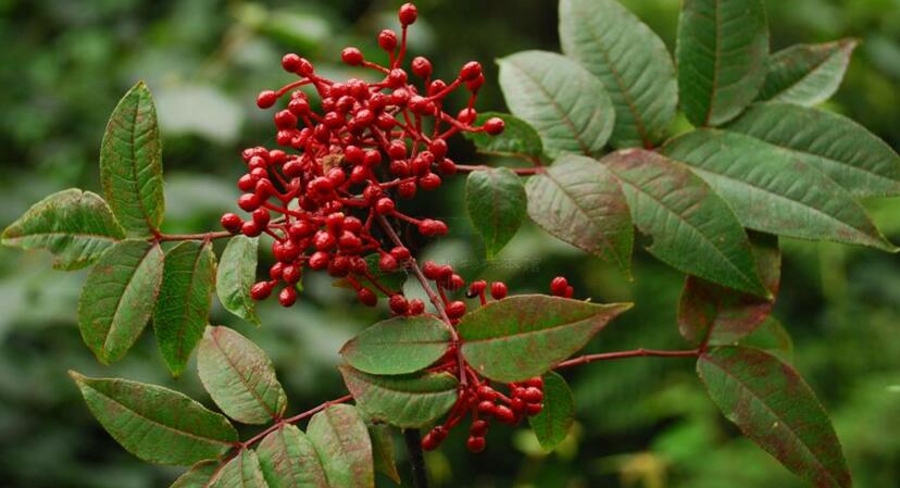  p> a target="_blank" href="/item/岭南花椒/10177403" data-lemma