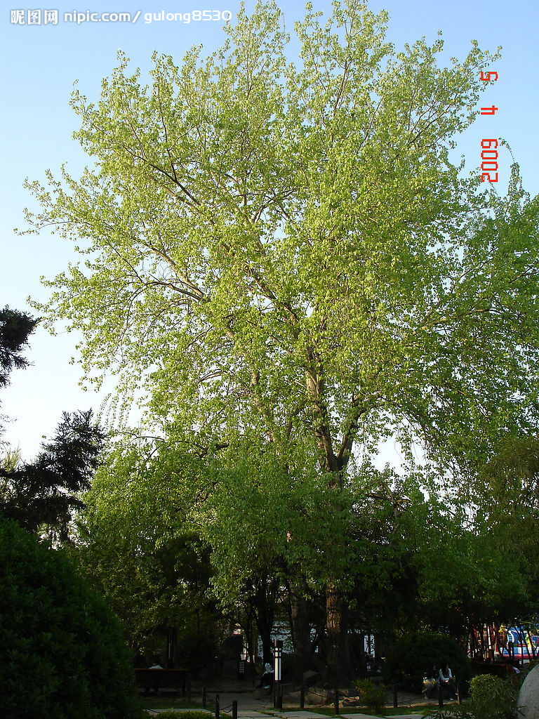  p>北京杨(学名: i>populus × beijingensis /i> w. y.
