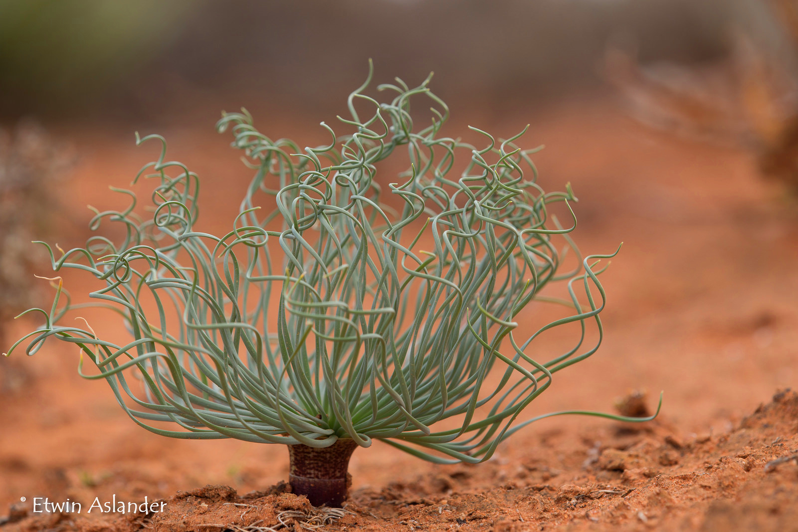  p>多肉植物(succulent plant)是指植物的根,茎,叶三种 a target="