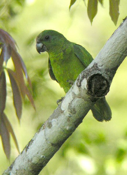  p>黑嘴亚马逊鹦鹉(学名: i>amazona agilis /i>)属 a target="_blank