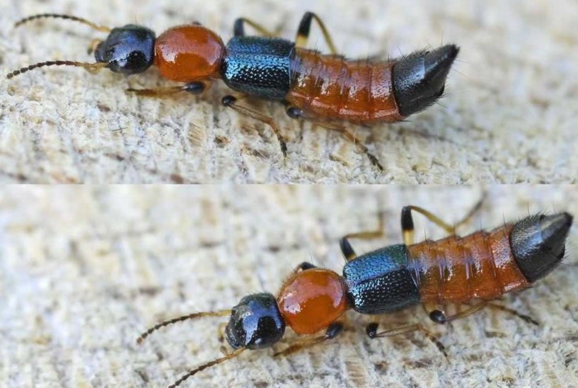  p>隐翅虫科指的是 a href="#" data-lemmaid="1622398">节肢动物门 