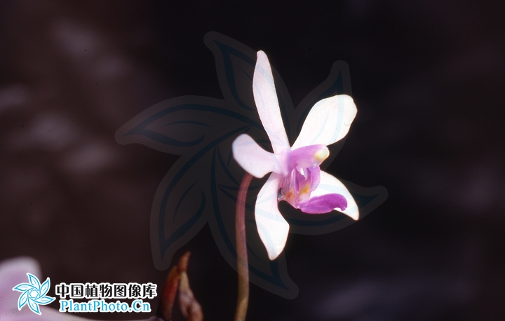 phalaenopsis wilsonii rolfe