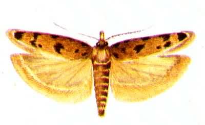  p>昆虫名,为鳞翅目,麦蛾科.