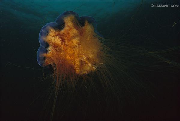  p>狮鬃水母是世界上体型最大的 a href="#" data-lemmaid="1961">