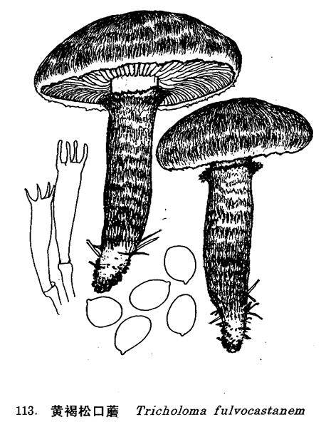 黄褐松口蘑_百度百科