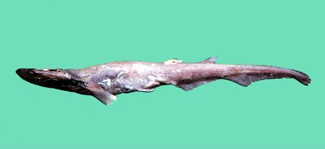  p>日本光尾鲨, i>apristurus longicephalus  /i>(nakaya,1975), a