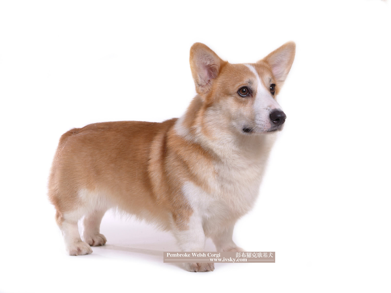 pembroke welsh corgi