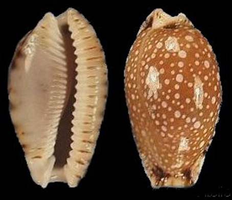  p>梨皮宝螺(学名:erosaria labrolineata labro