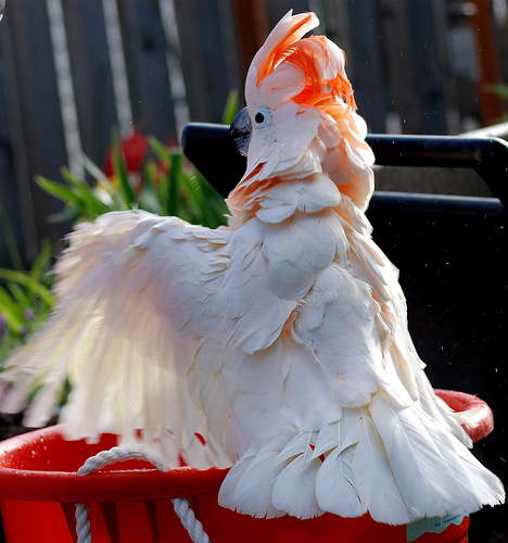  p>鲑色凤头鹦鹉(学名: i>cacatua moluccensis /i>)是 a target="