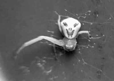 笑脸蜘蛛