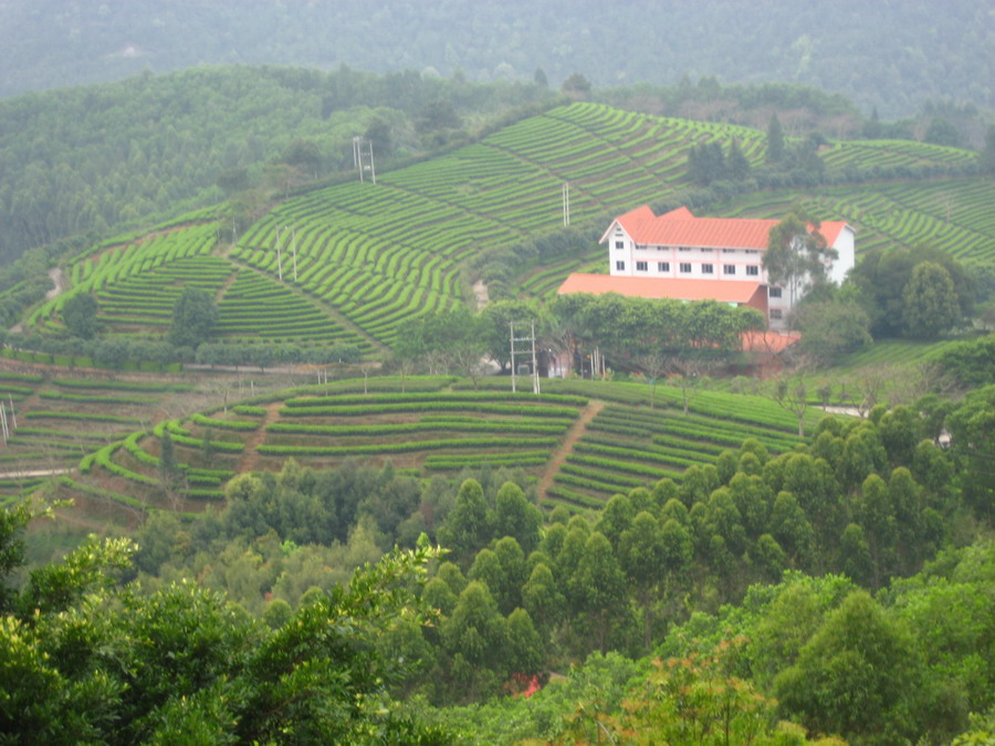 云顶茶园度假村