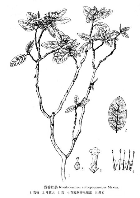 rhododendron anthopogonoides maxim.