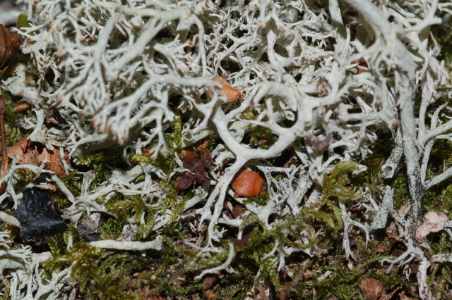 rangiferina),也叫驯鹿地衣,是一种浅色灌木状的 a href="#">石蕊科 