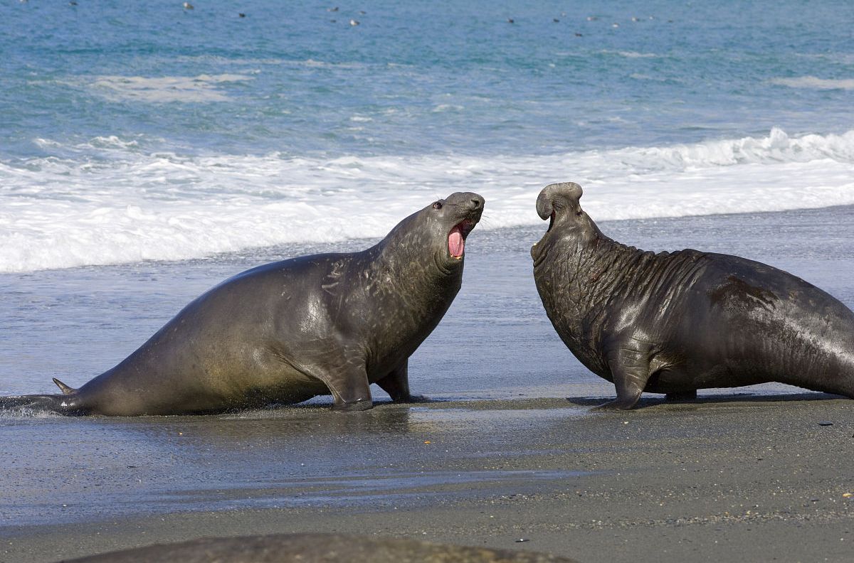  p>南象海豹是一种在近岸水域以南极鱼为食,在其他地方主要吃头足类的