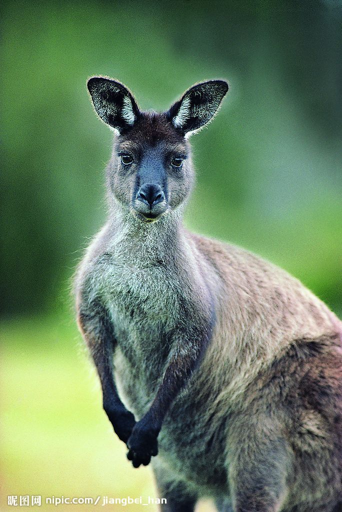  p>袋鼠科(macropididae),是脊索动物门, a href="#" data-lemmaid="