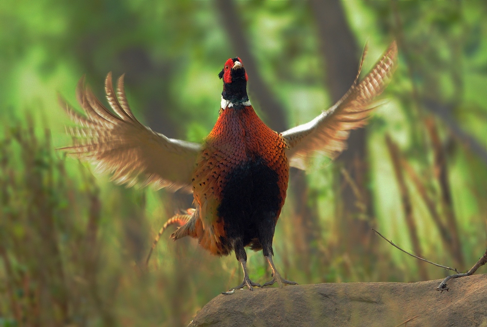 phasianus colchicus formosanus