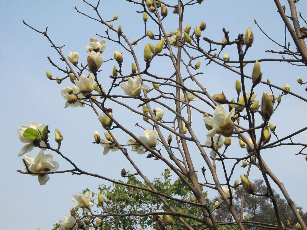  p>木兰科, a target="_blank" href="/item/双子叶植物纲">双子叶