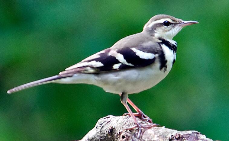  p>山鹡鸰(学名: i>dendronanthus indicus /i>):是中等体型的林鹡