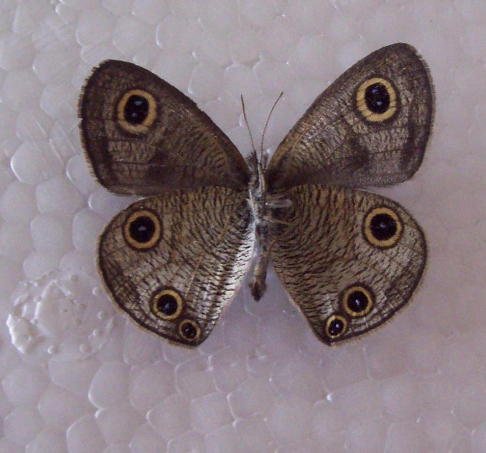  p>前翅正反面除亚端有大眼斑外,cu1室决无小眼斑.