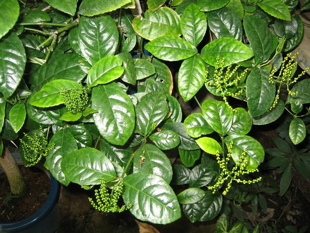 是胡椒科,胡椒属藤本灌木;茎,枝有膨大的节,揉之有香气;维管束外面的