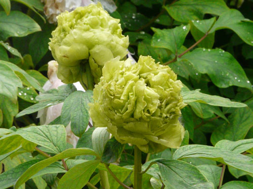 绿牡丹花图片(绿牡丹精美图片)