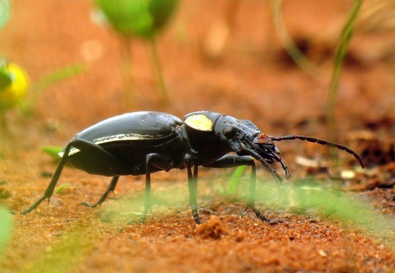 two-spotted ground beetle
