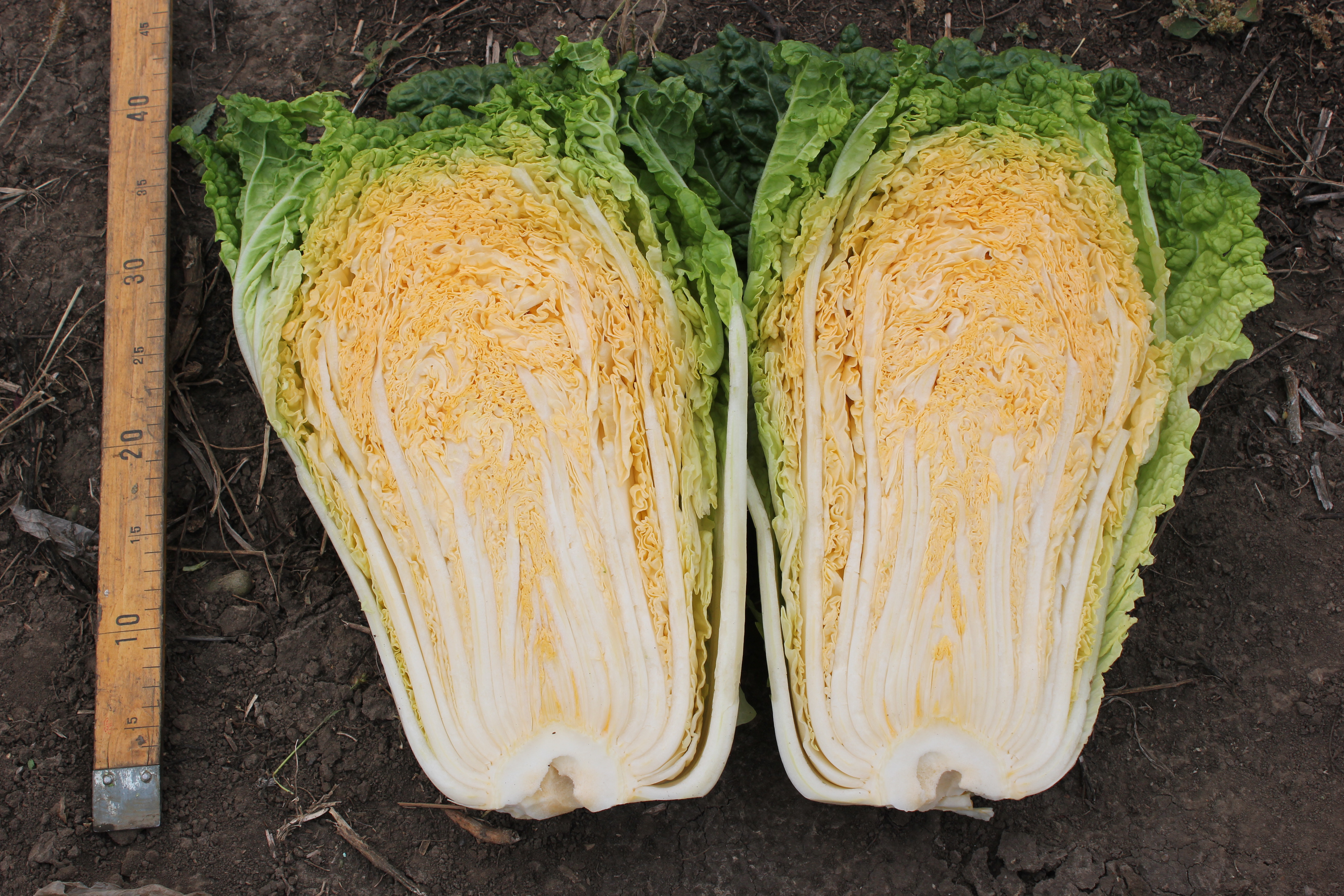  p>红心白菜是我国最新育成的特色大白菜新品种,南北可种,球叶橘红色