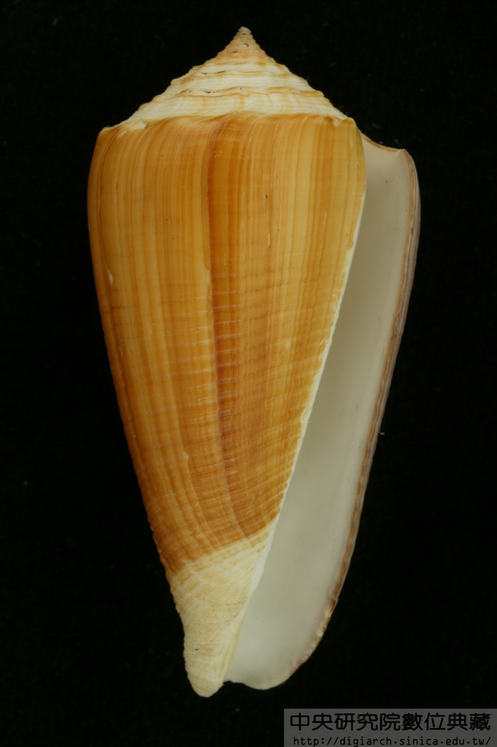 芝麻芋螺(学名:puncticulis pulicarius pulicarius)肩部浑圆,略具有