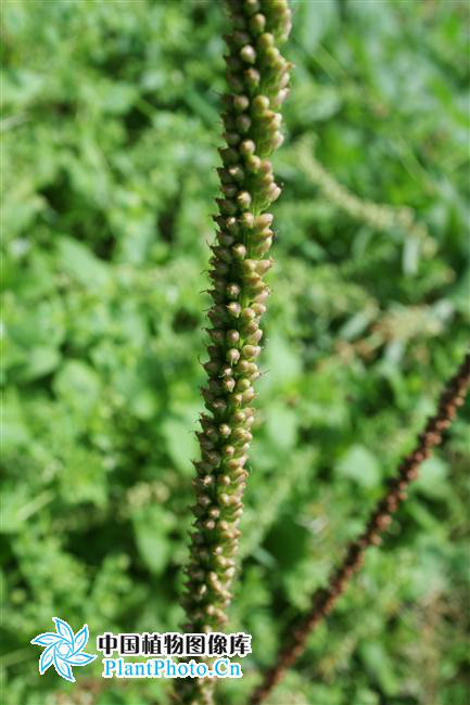 plantago asiatica subsp. erosa