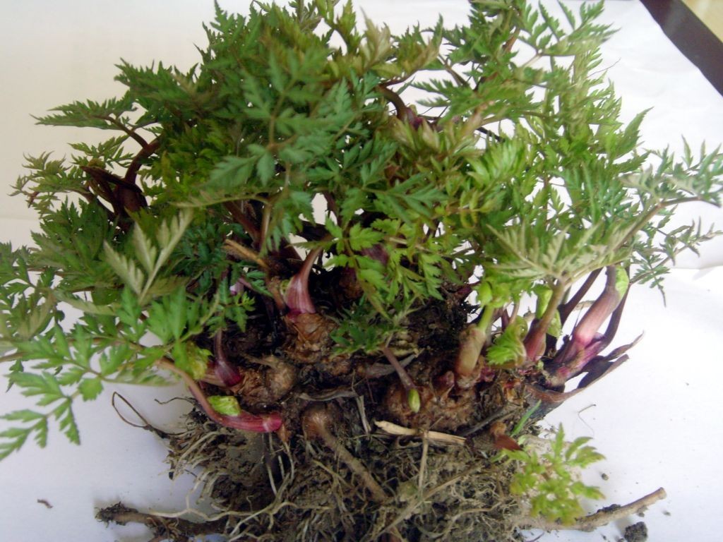  p>川芎(学名: i>ligusticum chuanxiong hort /i>),栽培植物,主产于